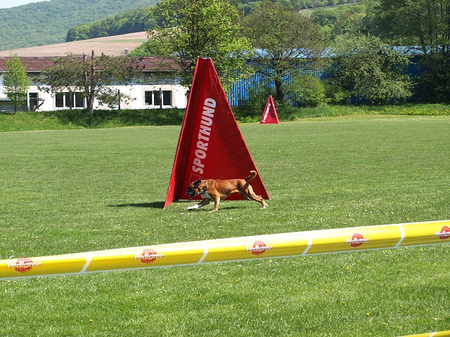 www.atibox.net * www.euroboxer.eu * www.boxergenealogia.eu